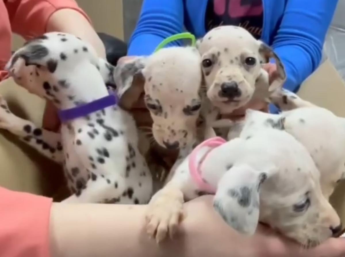 В Сибири волонтеры из приюта «Омские хвостики» спасли семью далматинцев от голодной смерти